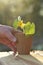 Spring seedlings. Cucumber seedlings in peat pots in hands on a wooden table in a garden.Seedling cucumbers. Growing