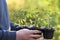 Spring seedlings. Gardening concept. Seedling tomatoes in cups in male hands on a green blurred spring garden background