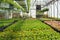 Spring seedlings in greenhouse