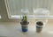 Spring seedlings. Plants under glass and plastic cans at home on the windowsill. The cut of balsam, indoor flower, wet Roly. A cut