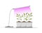 Spring seedlings in pots under phyto lamp. Growing gardening plants with purple light. Vegetarian and ecological