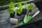 Spring Seedlings Sprouting In Plastic Tray and garden tools on flower bad Spring garden work concept