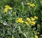 In spring, Senecio vernalis grows in nature