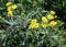 In spring, Senecio vernalis grows in nature