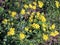 In spring, Senecio vernalis grows in nature