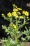 In spring, Senecio vernalis grows in nature