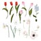 Spring set of pink red tulip, leaves, blooming anemones, narcissus, forget-me-not flowers, botanical illustration isolated