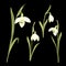 Spring set of snowdrop flowers on a black background. Botanical illustration Galanthus. Spring bouquet.