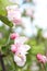 Spring shoot of pink flower of apple tree