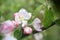 Spring shoot of pink flower of apple tree