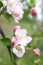 Spring shoot of pink flower of apple tree