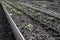 Spring shoots of strawberries and garlic in the garden