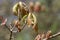 Spring shoots of a White oak, Quercus alba