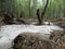 Spring in Siberia. Thawed snow in the taiga. Thaw in the forest, Irkutsk. Siberia