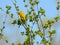 Spring Singing Yellow Warbler