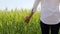 Spring skies and green barley field views.