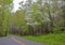 In spring, a small road travels through blooming Dogwoods and green leaves.