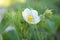 Spring snapshot of a strawberry flower