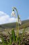 Spring snow-drops