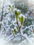 Spring snow lies on green leaves and willow