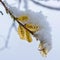 Spring snow lies on green leaves and willow