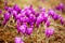 Spring snow melt and in the Carpathian valleys grow beautiful alpine flowers crocus