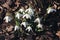 In the spring, when the snow melted, beautiful white snowdrops bloomed