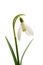 Spring snowdrop flower