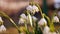 Spring snowdrop flowers