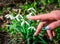 Spring snowdrop flowers blooming in sunny day. Shallow depth of field. closeup fingers girl touching flowers