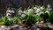 Spring snowdrop flowers in the forest moving slowly in a light wind