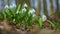 Spring snowdrop flowers in the forest moving slowly in a light wind