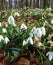Spring snowdrop flowers Galanthus nivalis blooming in the forest near Dobrin, Czech Republic