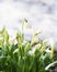 Spring snowdrop whiteflower, Leucojum vernum, White bells of flower garden - the first spring flowers against the backdrop of snow