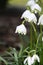 Spring snowdrops