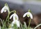 Spring snowdrops