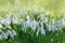 Spring snowdrops