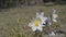 Spring snowdrops bloom on a forest hillock, ladybugs crawl on them. Selective focus