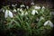 Spring snowdrops bloom, white water lilies grow