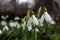 Spring snowdrops bloom, white water lilies grow