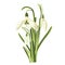 Spring snowdrops flowers bouquet on white background.