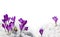Spring snowdrops flowers violet crocuses  Crocus heuffelianus  in snow on a white background with space for text
