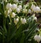 Spring snowdrops, snow-white flowers