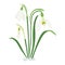Spring snowdrops, three spring flowers, a bouquet for Easter