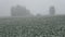 Spring snowfall on field with green wheats sprouts