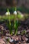 Spring snowflake flowers in the forest - Leucojum vernum, Spring knot flower, Great snowdrop