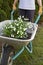 Spring snowflake flowers in a wheelbarrow