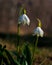 Spring snowflake leucojum