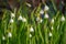 Spring Snowflake Leucojum Flowers