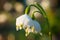 Spring Snowflake - Leucojum vernum 1